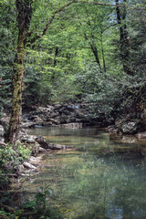 Fototapeta premium A river with rapids in mountain woods drowning in lush vegetation. Sochi national park, Russia, summertime. Mountain creek, outdoor, nature reserve, traveling, hiking.