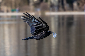 The Common Raven, Corvus corax flying at Kleinhesseloher Lake in Munich, Germany