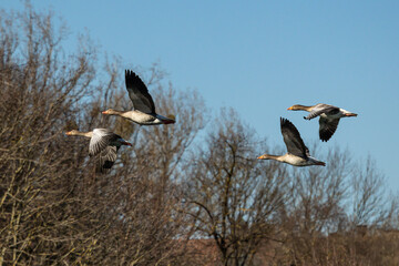 The flying greylag goose, Anser anser is a species of large goose