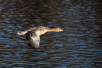 The flying greylag goose, Anser anser is a species of large goose