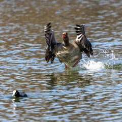 The greylag goose, Anser anser is a species of large goose