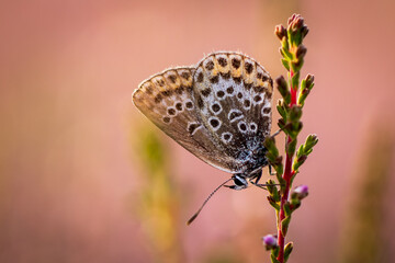 Schmetterling in der Heide als Close up