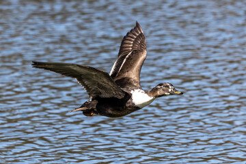 Wild duck or mallard, Anas platyrhynchos flying over a lake in Munich, Germany