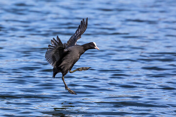 The Eurasian coot, Fulica atra swimming on the Kleinhesseloher Lake at Munich, Germany