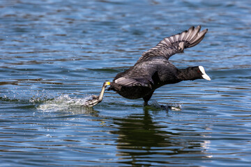 The Eurasian coot, Fulica atra swimming on the Kleinhesseloher Lake at Munich, Germany