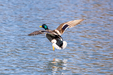 Wild duck or mallard, Anas platyrhynchos flying over a lake in Munich, Germany