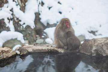 Japanese snow monkey mother and baby sitting on the stone 