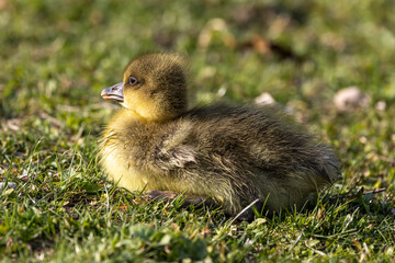 Beautiful yellow fluffy greylag goose baby gosling in spring, Anser anser