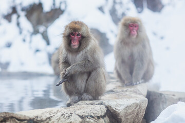 Japanese snow monkeys sitting on the stone