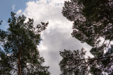 Obraz na płótnie Canvas trees, pine trees against the blue sky