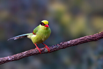 Birds and Landscapes 