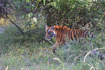 Birds and Landscapes 