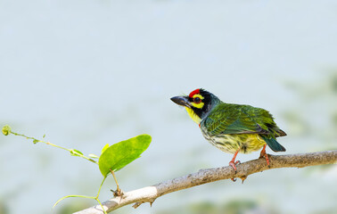 Birds and Landscapes 