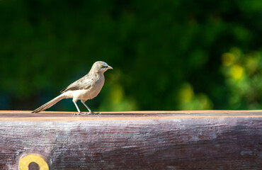 Birds and Landscapes 