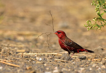 Birds and Landscapes 