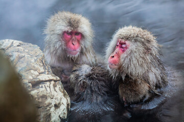Japanese snow monkeys relaxing while bathing in hot spring in winter 