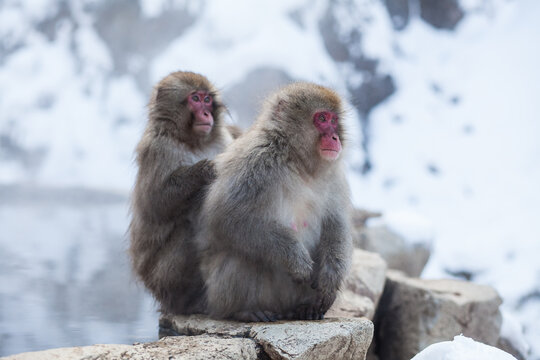  Japanese snow monkeys sitting on the stone above the hot springs
