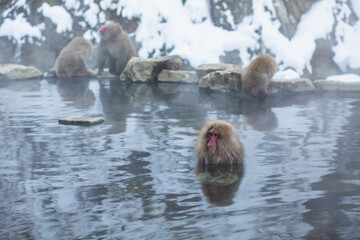 Naklejka premium Japanese snow monkey soaking in the hot spring 