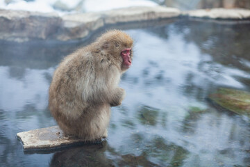 Japanese snow monkey sitting on the stone in the middle of the hot spring