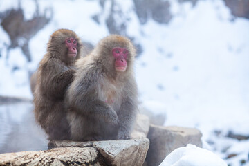 Japanese snow monkeys sitting on the stone above the hot springs