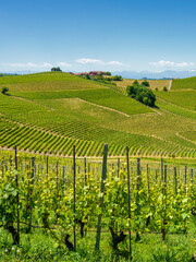 Fototapeta na wymiar Vineyards of Langhe, Piedmont, Italy at May