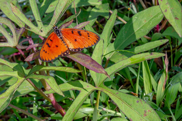 Butterflies are insects in the macrolepidopteran clade Rhopalocera from the order Lepidoptera, which also includes moths. Adult butterflies have large, often brightly coloured wings, and conspicuous