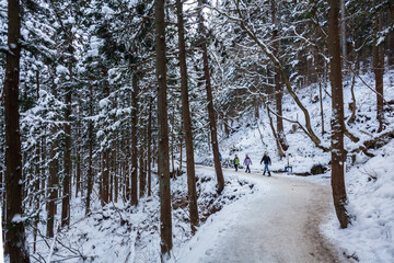 Snowy walk along pine tree forest in Japan