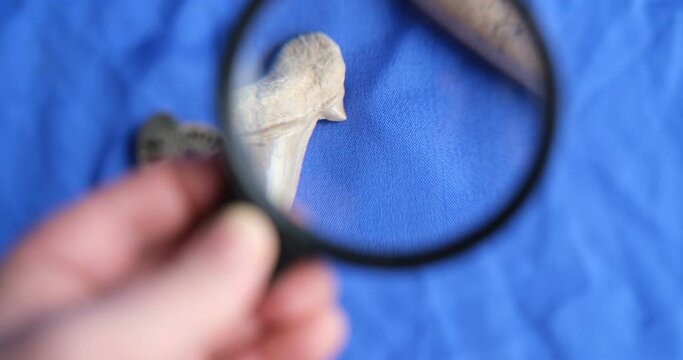 belemnite ancient fossil and fossil shark tooth. The researcher examines the fossil through a magnifying glass. paleontology
