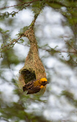 Birds and Landscapes 