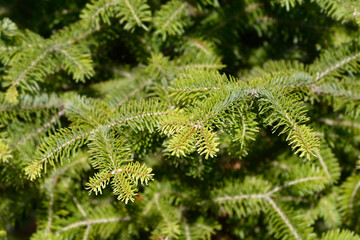 Nordmann fir