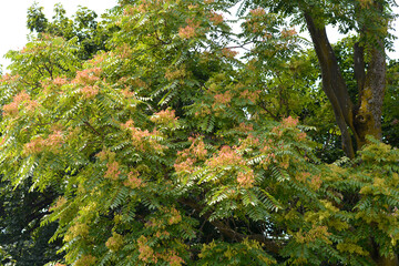 Tree of heaven