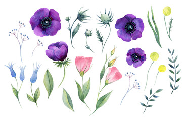 Obraz premium Set of watercolor flowers with anemones