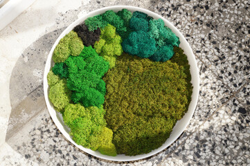 round picture from colored decorative preserved stabilized moss on a stone background
