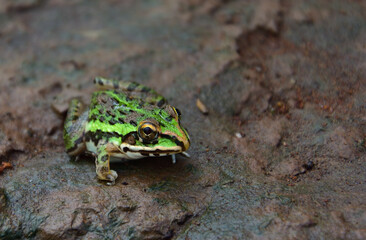 Nature Frames, Landscape and Birds