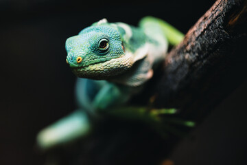 green lizard on a black