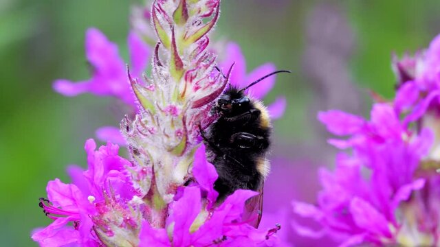 Male of Garden Bumblebee, Bombus hortorum on pink flowers