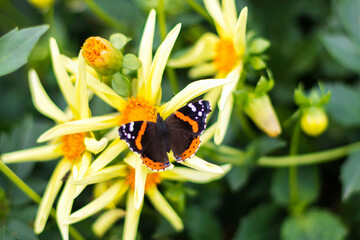 Dahlia flowers &ldquo;Ruffle yellow&rdquo; growing outdoors in sunny day in autumn time with butterfly on it, beautiful floral background