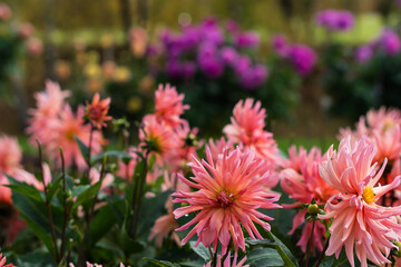 Colorful vivid  dahlia flowers growing outdoors in sunny day in autumn time in botanical park, beautiful floral background