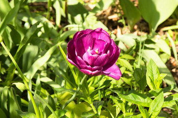 Purple tulips. The variety is peony. Many petals. Spring flowers. Gift for mom. Background, postcard