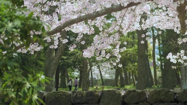 People walking along the stone wall and the cherry blossoms in full bloom.