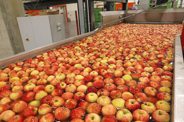 Apples floating in a sort of water conveyer, washing and grading in a fruit packing warehouse