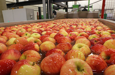 Apples floating in a sort of water conveyer, washing and grading in a fruit packing warehouse