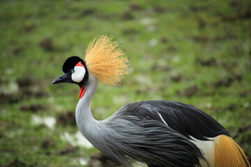 grey crowned crane side view