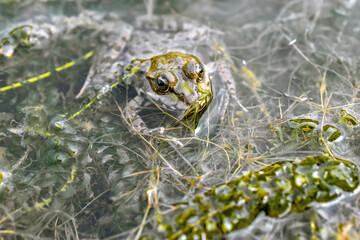 frog in the lake