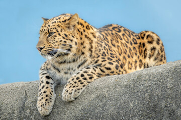 Close up Full Body Shot of an African Leopard Resting on a Clay Fence during the Blue Hour. - obrazy, fototapety, plakaty