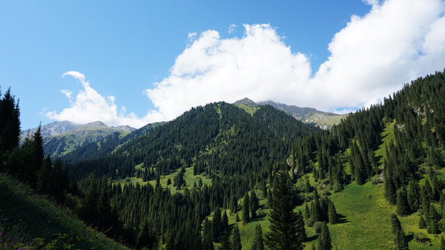 Green high mountains covered with coniferous trees. Fluffy white clouds hovered over the peak. Purple flowers, green grass, Christmas trees grow. Hiking through a gorge in the mountains. Kazakhstan