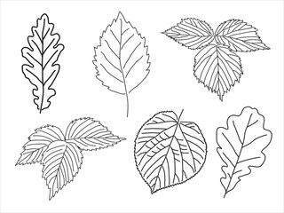Set of leaves in the doodle style. Hand-drawn silhouette Botanical 
medicinal vector plant 
