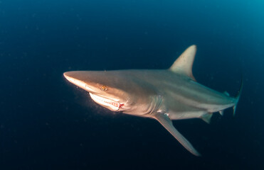 Blacktip (Zambezi) Shark in South Africa