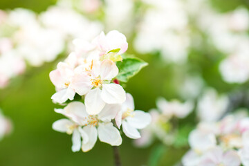 Fototapeta premium Blooming apple tree in spring. Nature blurry background