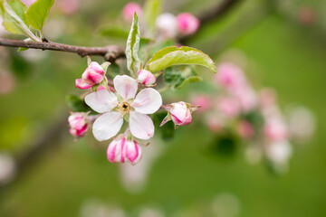 Obraz na płótnie Canvas Blooming apple tree in spring. Nature blurry background